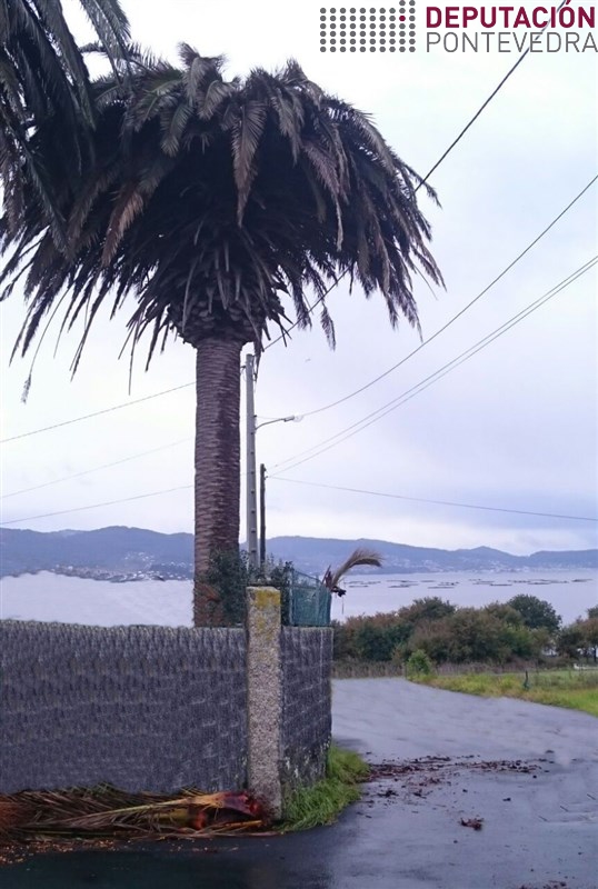 As palmeiras afectadas por picudo en zonas de paso son perigosas.jpg
